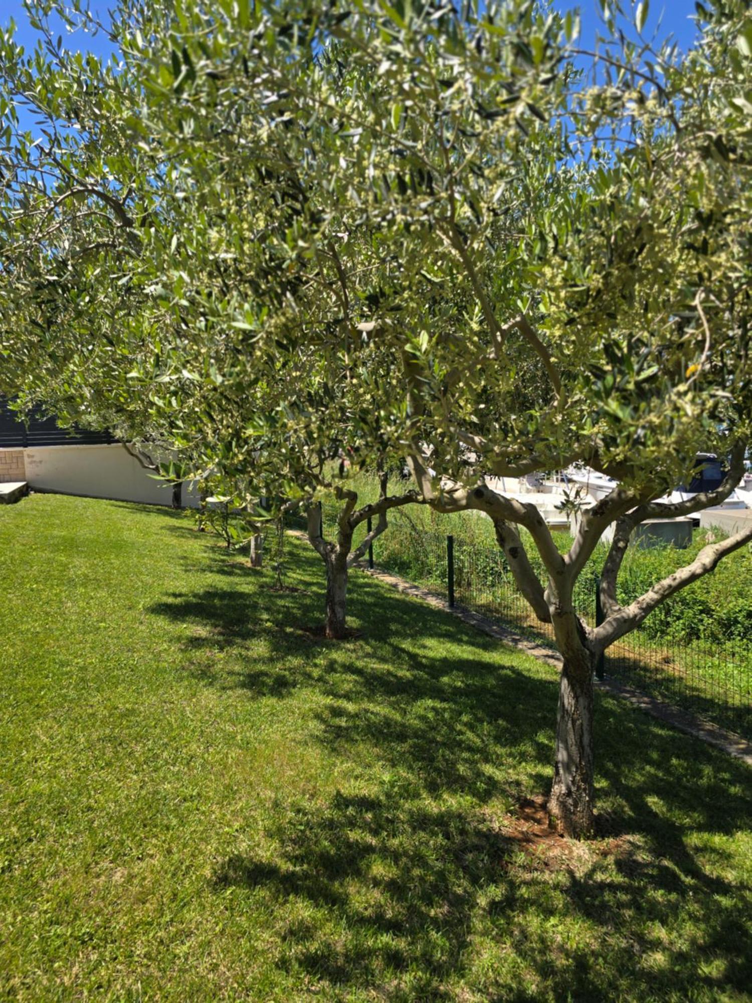 Olive Garden, Apartment With A Private Pool Banjole Bagian luar foto